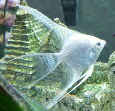 Скалярия Серебряный Диамант Вуалевая, M Скалярия Серебряный Диамант Вуалевая, M